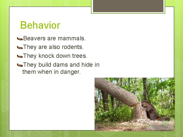 Behavior Beavers are mammals. They are also rodents. They knock down trees. They build