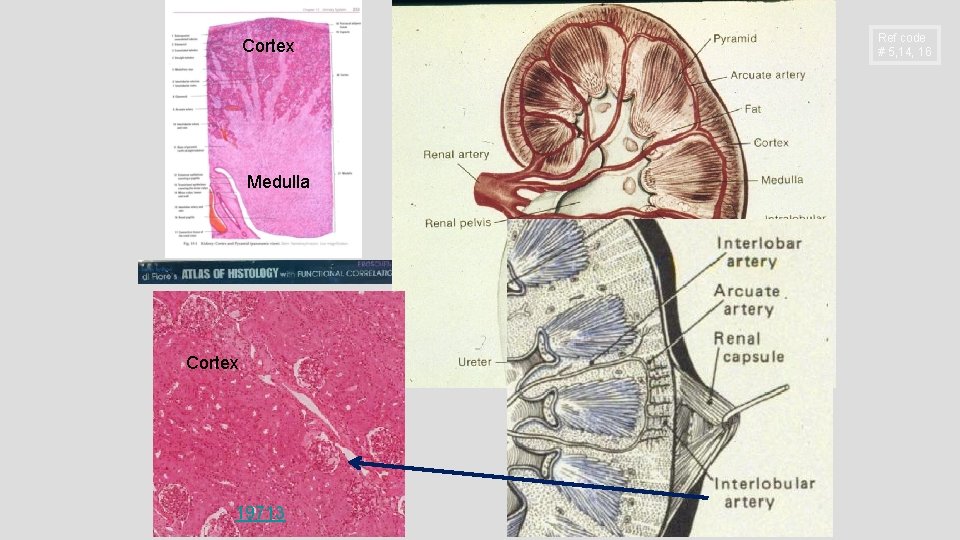 Cortex Medulla Cortex 19713 Ref code # 5, 14, 16 