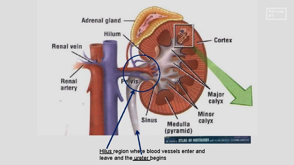 Ref code #5 Hilus region where blood vessels enter and leave and the ureter