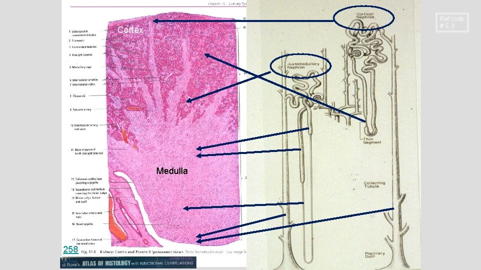Ref code # 5, 6 Cortex Medulla 258 