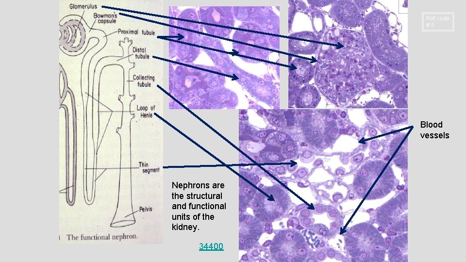 Ref code #8 Blood vessels Nephrons are the structural and functional units of the