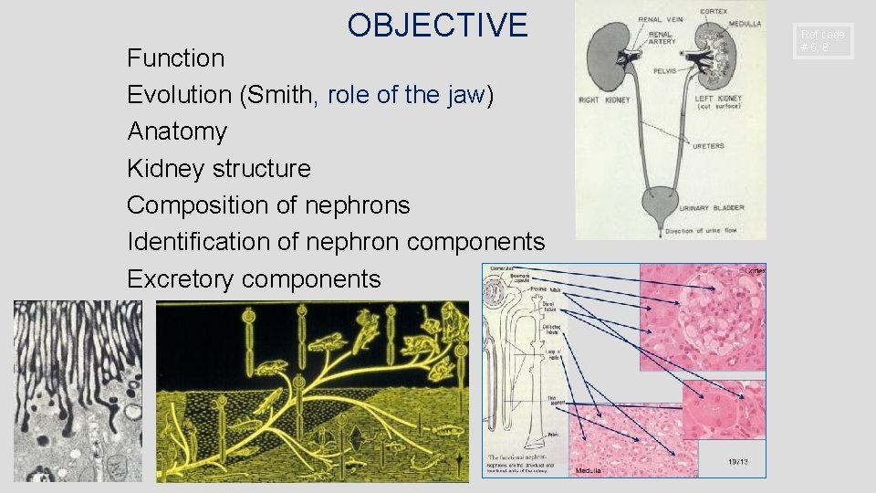 OBJECTIVE Function Evolution (Smith, role of the jaw) Anatomy Kidney structure Composition of nephrons