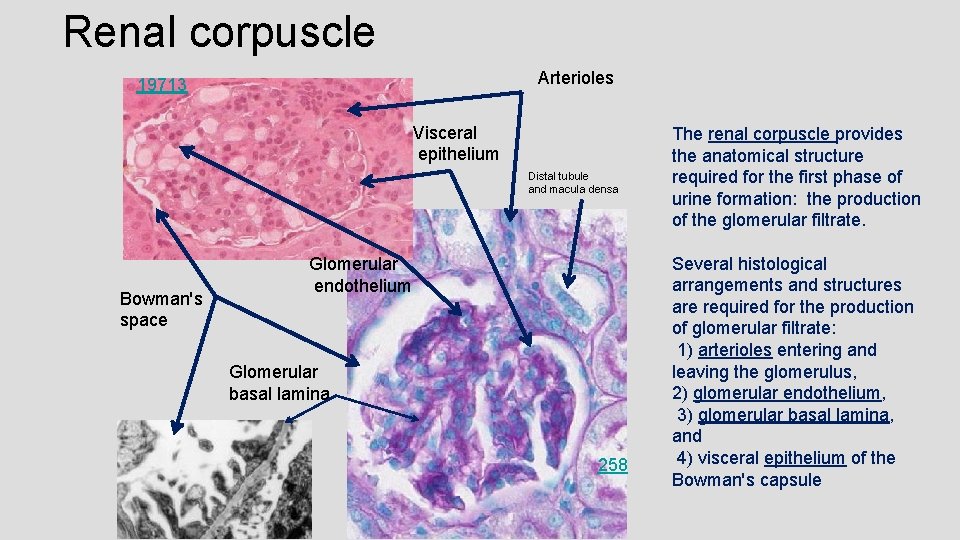 Renal corpuscle Arterioles 19713 Visceral epithelium Distal tubule and macula densa Bowman's space Glomerular