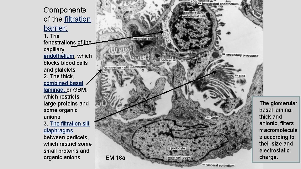 Components of the filtration barrier: 1. The fenestrations of the capillary endothelium, which blocks