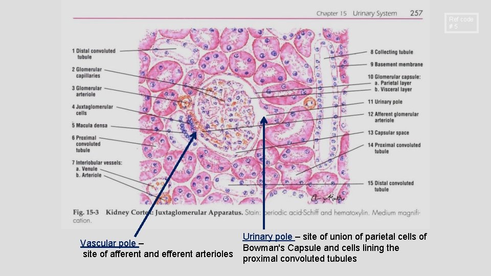 Ref code #5 Vascular pole – site of afferent and efferent arterioles Urinary pole