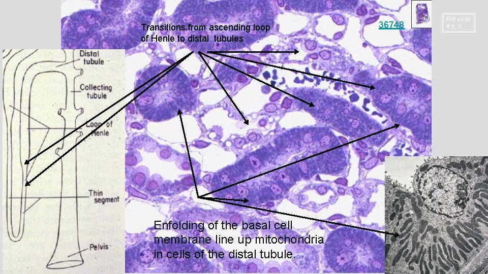 Transitions from ascending loop of Henle to distal tubules Enfolding of the basal cell
