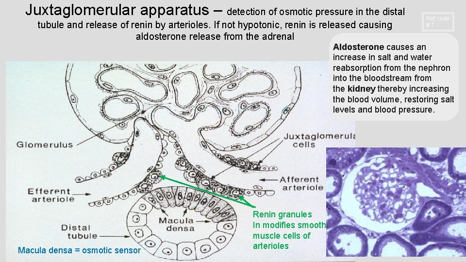 Juxtaglomerular apparatus – detection of osmotic pressure in the distal tubule and release of