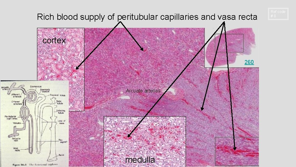 Rich blood supply of peritubular capillaries and vasa recta cortex 260 Arcuate arteries medulla