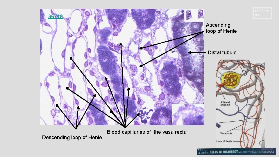 Ref code #5 36748 Ascending loop of Henle Distal tubule Descending loop of Henle