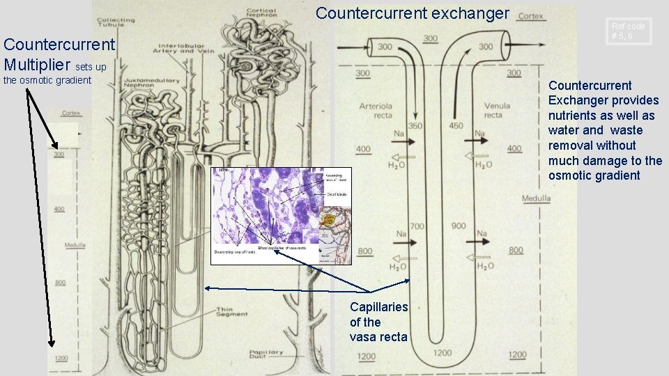 Countercurrent exchanger Countercurrent Multiplier sets up the osmotic gradient Ref code # 5, 6