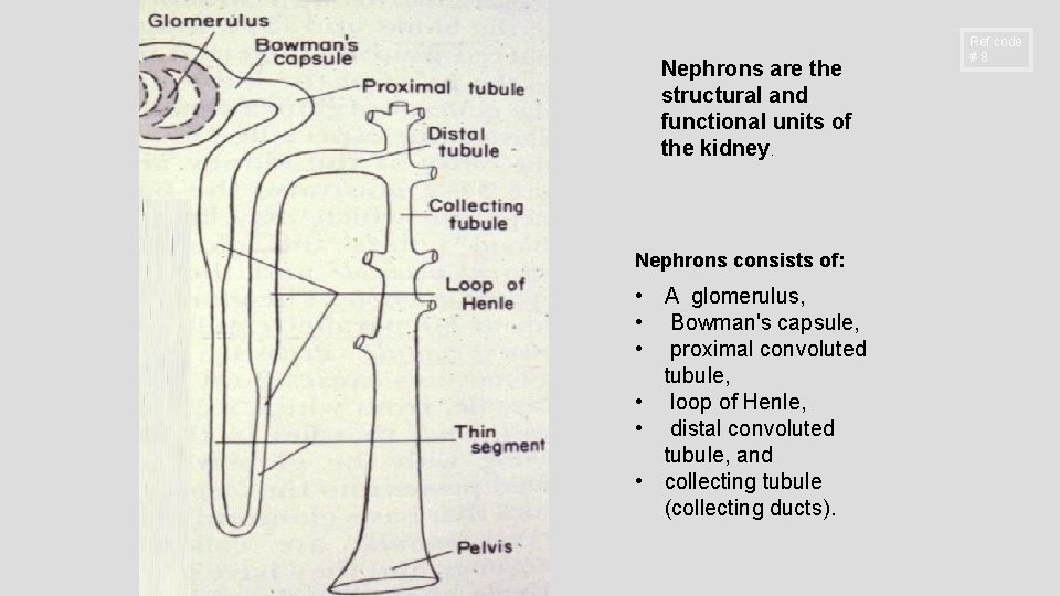 Nephrons are the structural and functional units of the kidney. Nephrons consists of: •