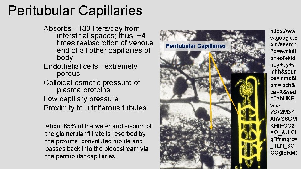 Peritubular Capillaries Absorbs - 180 liters/day from interstitial spaces; thus, ~4 times reabsorption of
