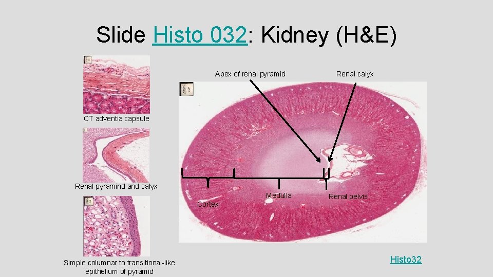 Slide Histo 032: Kidney (H&E) Apex of renal pyramid Renal calyx CT adventia capsule