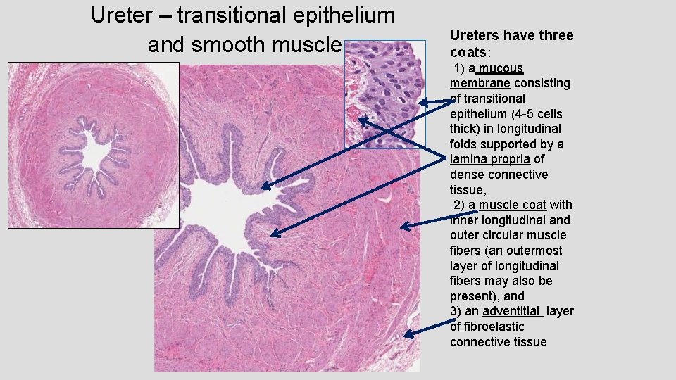 Ureter – transitional epithelium and smooth muscle Ureters have three coats: 1) a mucous