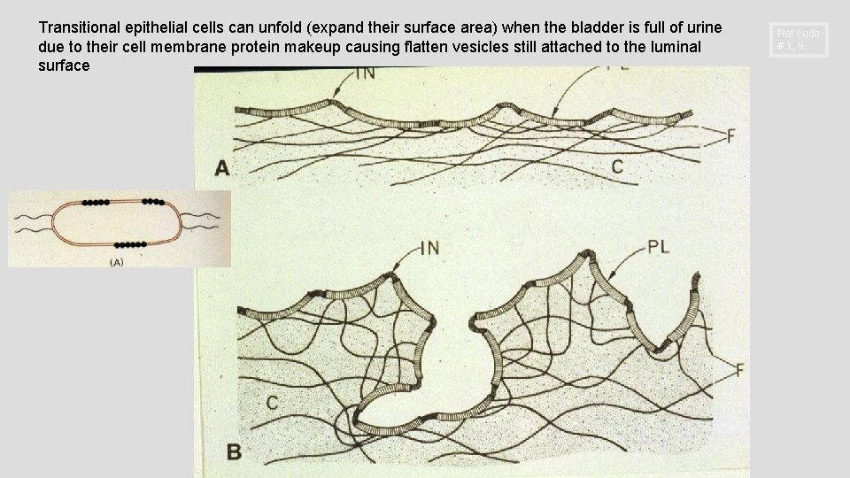 Transitional epithelial cells can unfold (expand their surface area) when the bladder is full