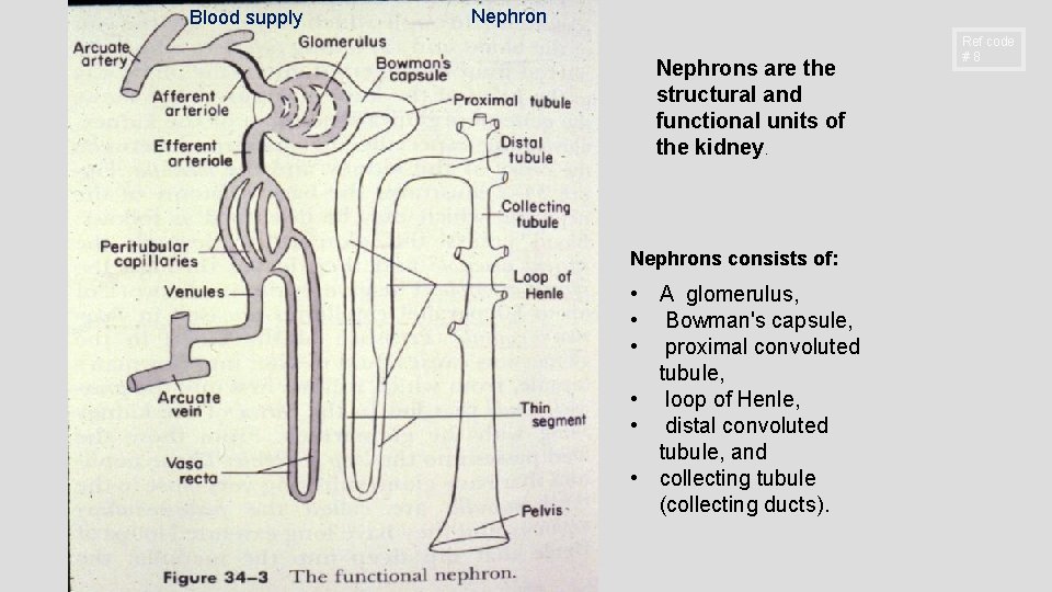 Blood supply Nephrons are the structural and functional units of the kidney. Nephrons consists