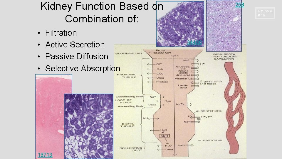 Kidney Function Based on Combination of: • • Filtration Active Secretion Passive Diffusion Selective