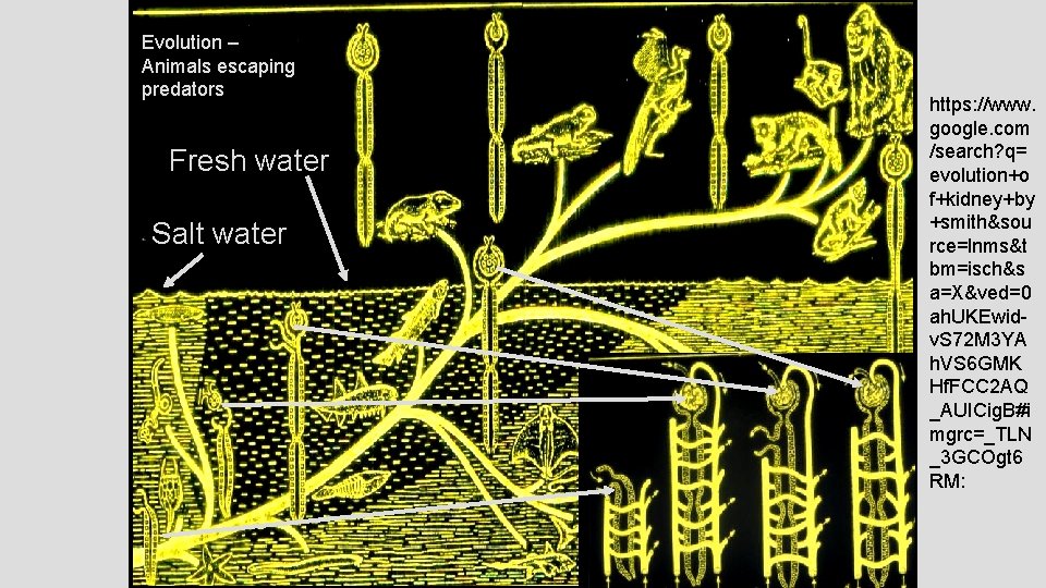 Evolution – Animals escaping predators Fresh water Salt water https: //www. google. com /search?