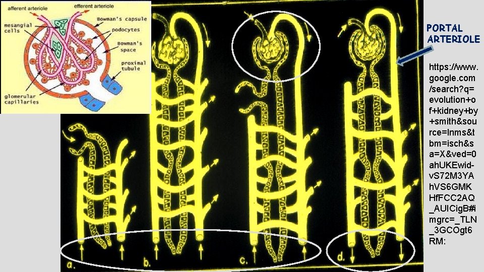 PORTAL ARTERIOLE https: //www. google. com /search? q= evolution+o f+kidney+by +smith&sou rce=lnms&t bm=isch&s a=X&ved=0