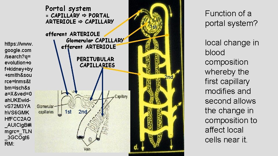 ARTERIAL PORTAL SYSTEM Portal system = CAPILLARY PORTAL ARTERIOLE CAPILLARY https: //www. google. com