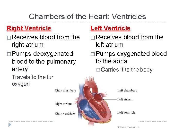Chambers of the Heart: Ventricles Right Ventricle � Receives blood from the right atrium