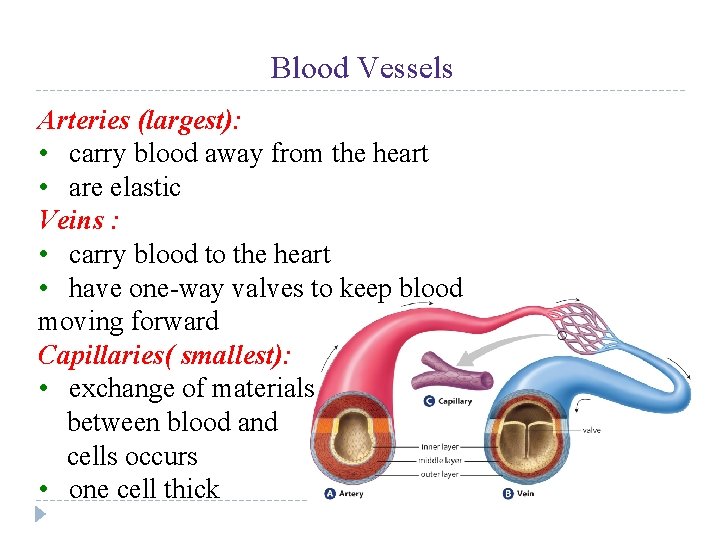 UNIT 4 Chapter 12: The Circulatory System Blood Vessels Arteries (largest): • carry blood