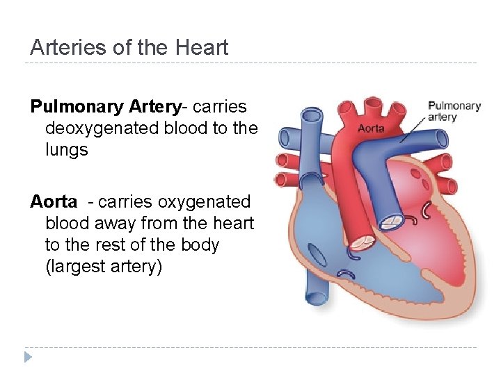 Arteries of the Heart Pulmonary Artery- carries deoxygenated blood to the lungs Aorta -