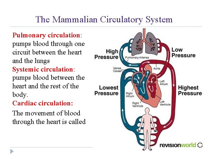 UNIT 4 Chapter 12: The Circulatory System The Mammalian Circulatory System Pulmonary circulation: pumps