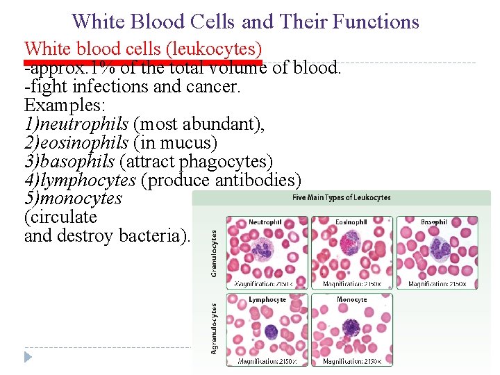 UNIT 4 Chapter 12: The Circulatory System White Blood Cells and Their Functions White