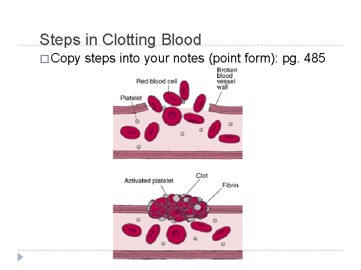 Steps in Clotting Blood � Copy steps into your notes (point form): pg. 485