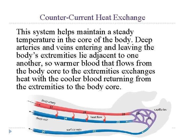 UNIT 4 Chapter 12: The Circulatory System Section 12. 1 Counter-Current Heat Exchange This