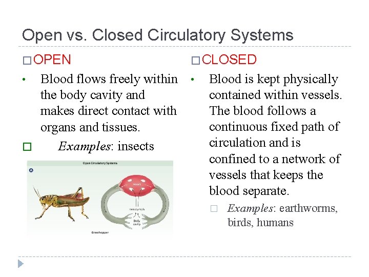 Open vs. Closed Circulatory Systems � OPEN • � Blood flows freely within the