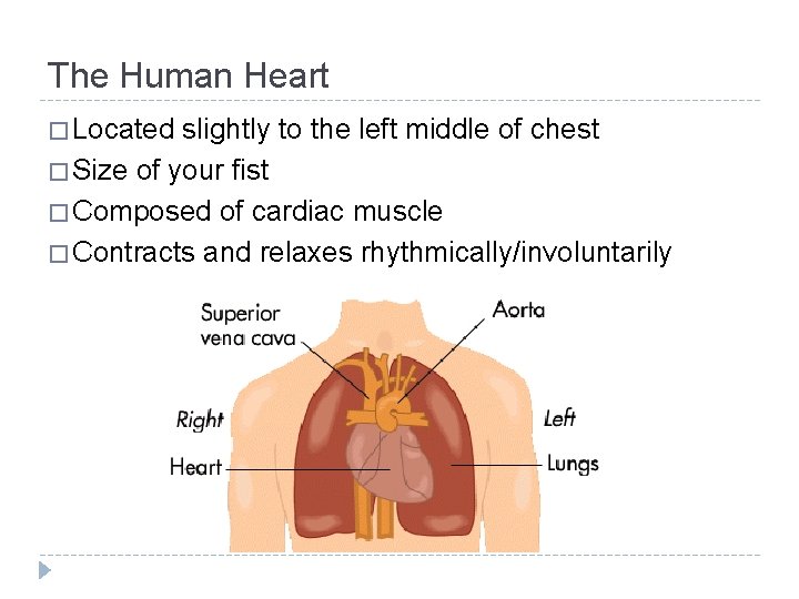 The Human Heart � Located slightly to the left middle of chest � Size