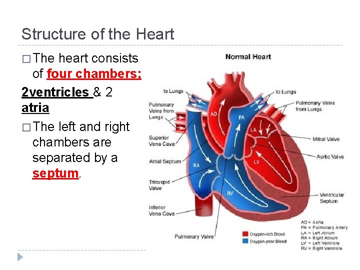 Structure of the Heart � The heart consists of four chambers; 2 ventricles &