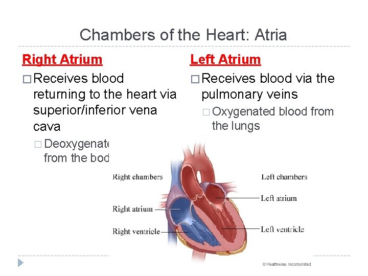 Chambers of the Heart: Atria Left Atrium Right Atrium � Receives blood via the