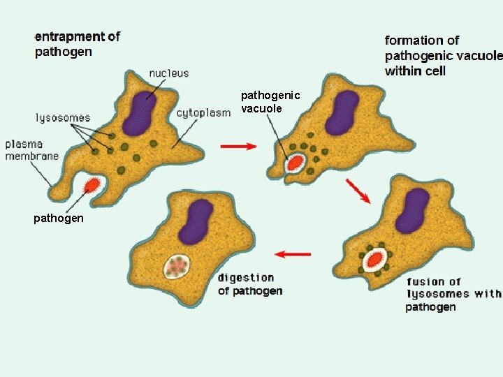 pathogenic vacuole pathogen 