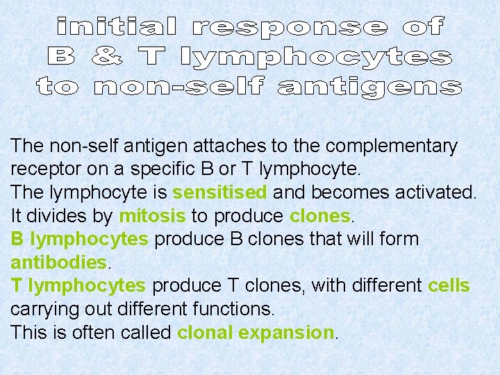 The non-self antigen attaches to the complementary receptor on a specific B or T