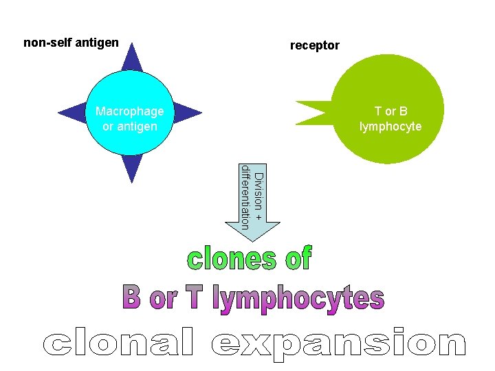 non-self antigen receptor Macrophage or antigen T or B lymphocyte Division + differentiation 