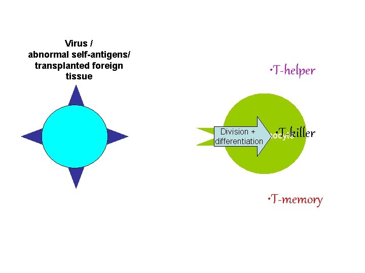 Virus / abnormal self-antigens/ transplanted foreign tissue • T-helper • T-killer Division + T-lymphocyte