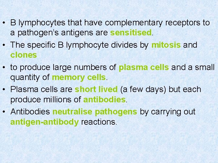  • B lymphocytes that have complementary receptors to a pathogen’s antigens are sensitised.