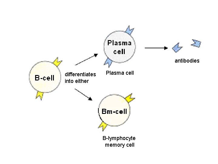 antibodies differentiates into either Plasma cell B-lymphocyte memory cell 