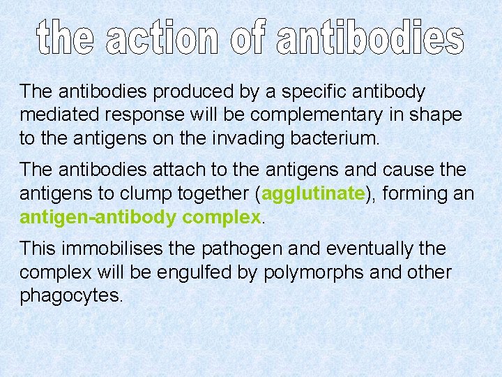 The antibodies produced by a specific antibody mediated response will be complementary in shape