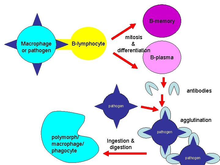 B-memory Macrophage or pathogen B-lymphocyte mitosis & differentiation B-plasma antibodies pathogen agglutination pathogen polymorph/