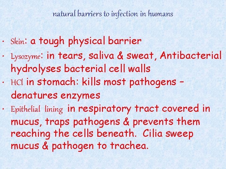 natural barriers to infection in humans • Skin: a tough physical barrier • Lysozyme:
