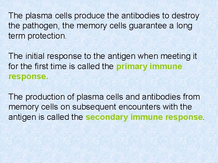 The plasma cells produce the antibodies to destroy the pathogen, the memory cells guarantee