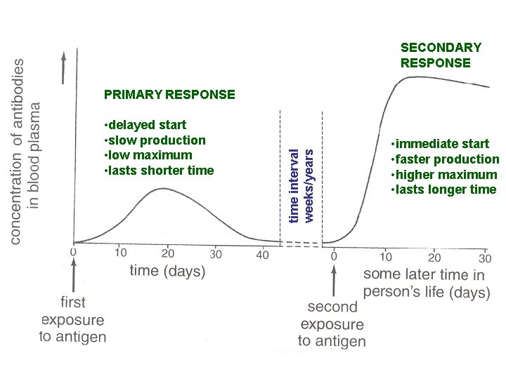 SECONDARY RESPONSE • delayed start • slow production • low maximum • lasts shorter