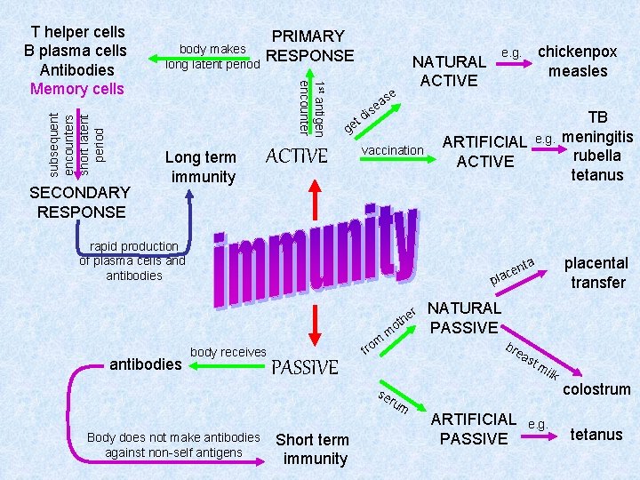 subsequent encounters short latent period SECONDARY RESPONSE body makes long latent period PRIMARY RESPONSE