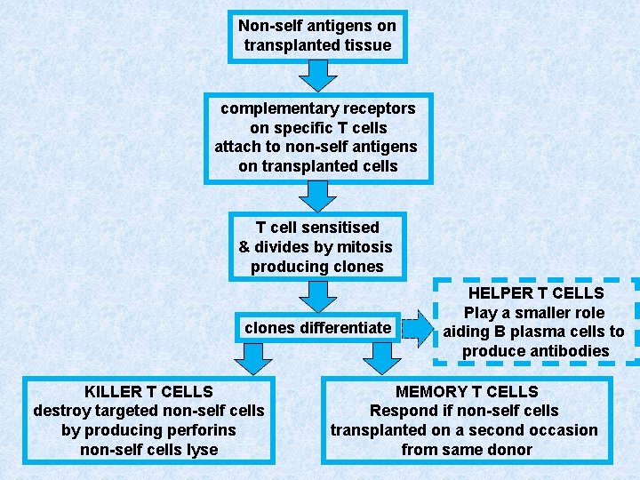 Non-self antigens on transplanted tissue complementary receptors on specific T cells attach to non-self