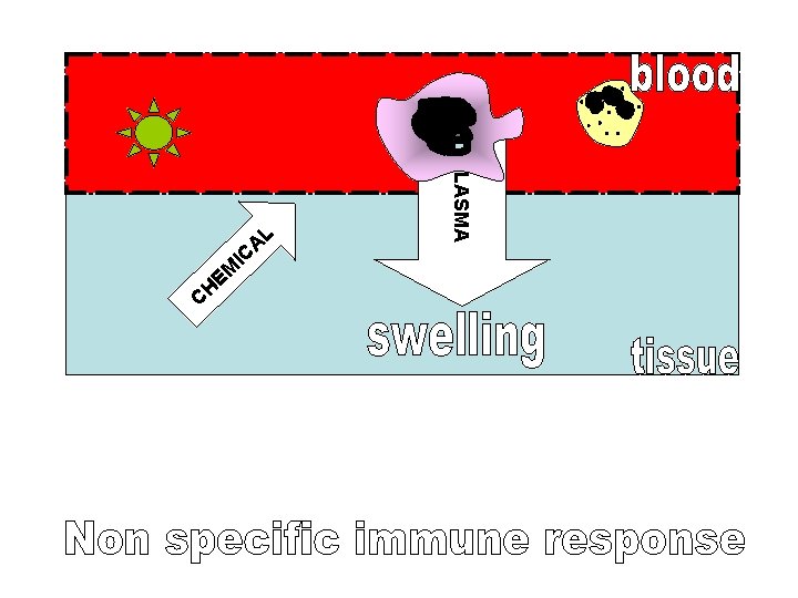 C EM H L PLASMA A C I 