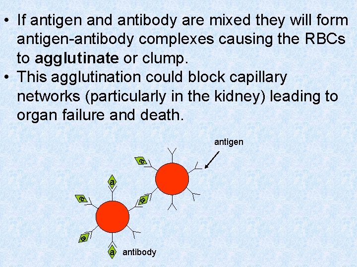  • If antigen and antibody are mixed they will form antigen-antibody complexes causing